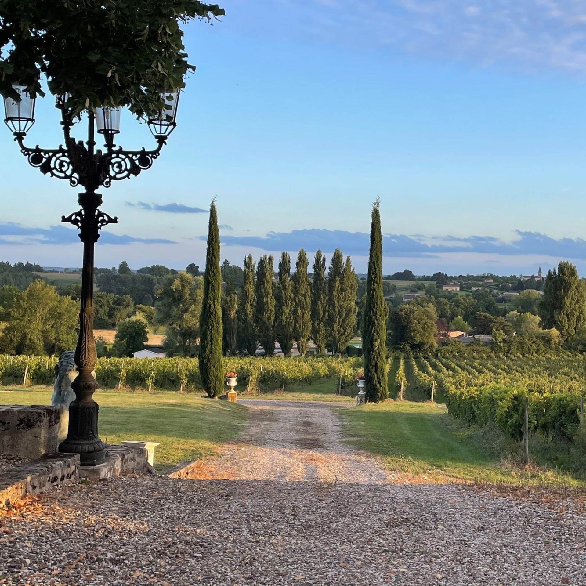 A path looking down to a vineyard