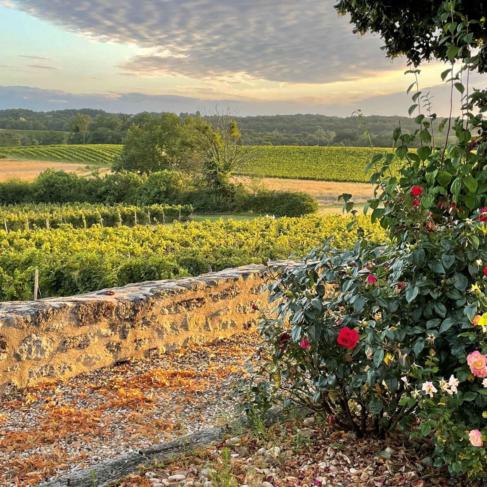 The backdrop of a vineyard development in France