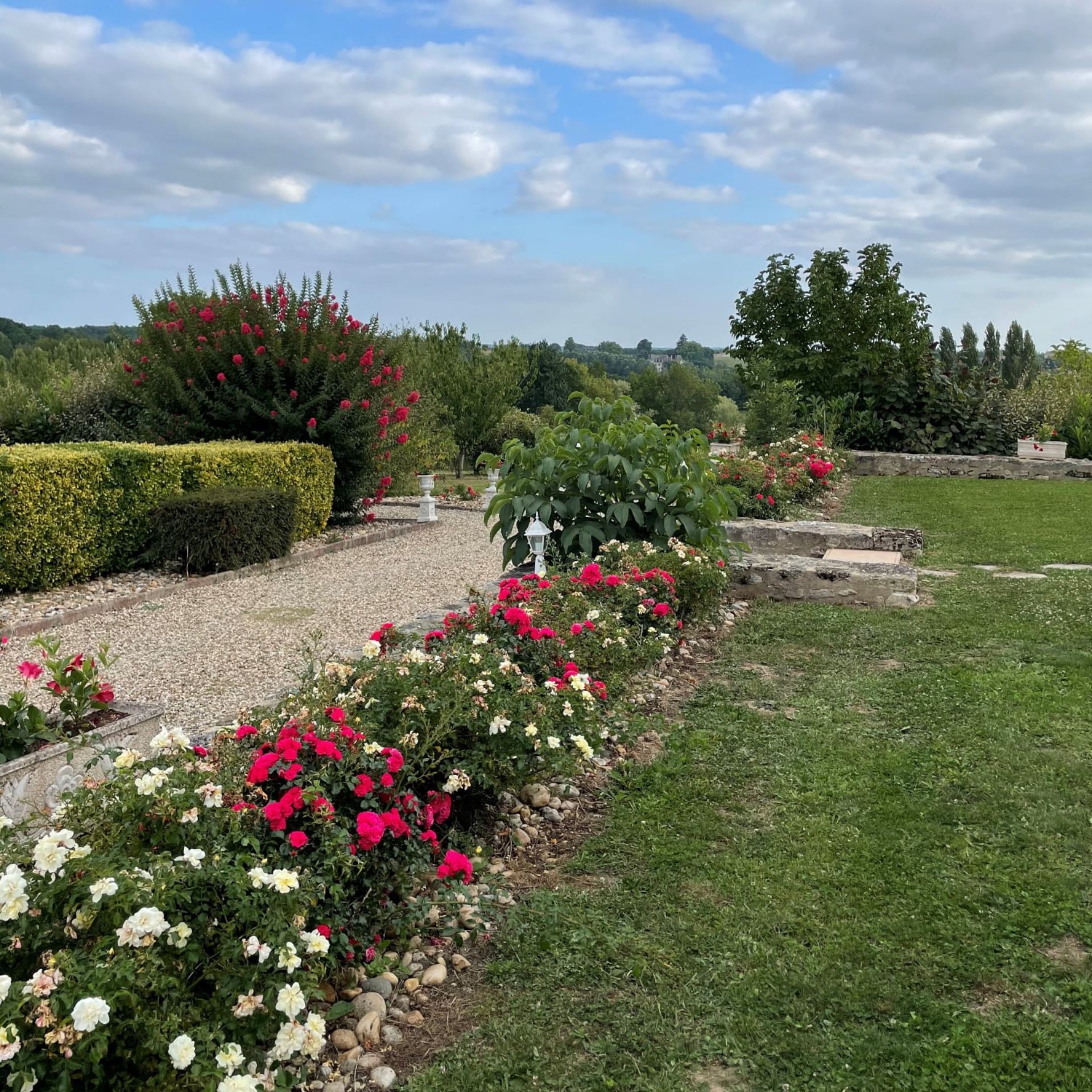 A vineyard garden